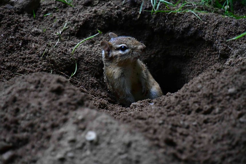 How To Keep Chipmunks From Damaging Your Lawn And Garden