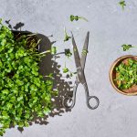 How to Eat Microgreens—the Mini Vegetables Full of Flavor and Nutrition