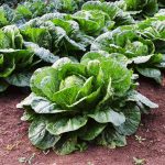 How to Grow Cabbage for a Bountiful Harvest, According to Gardening Experts