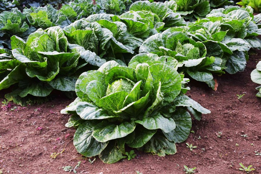 How to Grow Cabbage for a Bountiful Harvest, According to Gardening Experts