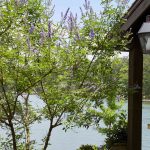 How to Grow a Chaste Tree for Its Beautiful Purple Flowers