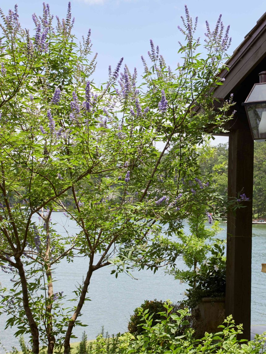 How to Grow a Chaste Tree for Its Beautiful Purple Flowers