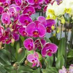 How to Propagate Orchids for an Endless Supply of Flowers, According to Gardening Pros