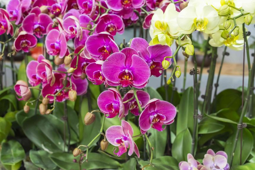 How to Propagate Orchids for an Endless Supply of Flowers, According to Gardening Pros