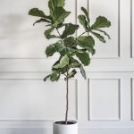 A fiddle leaf fig plant in a white container