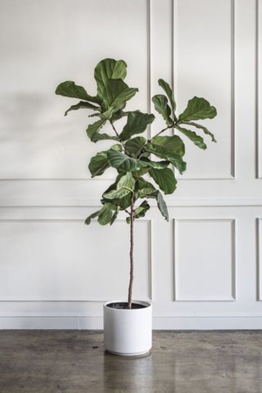 A fiddle leaf fig plant in a white container