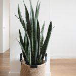 A snake plant growing out of a fabric knit planter