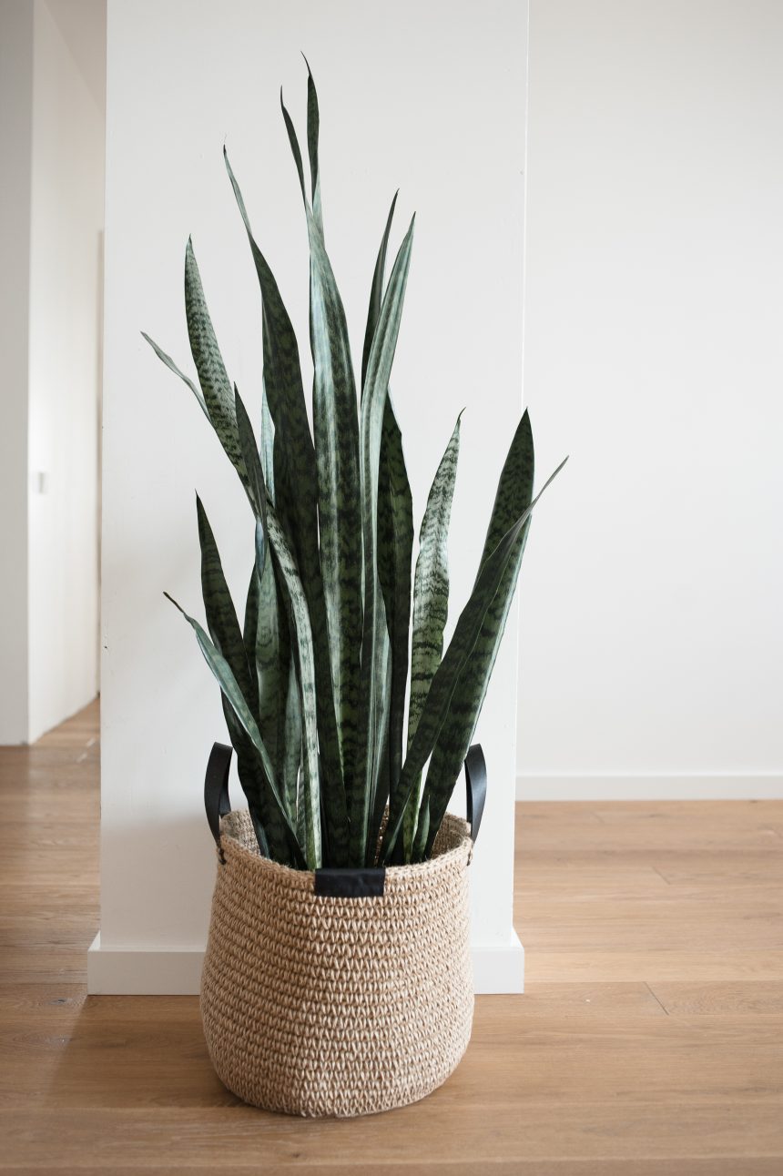 A snake plant growing out of a fabric knit planter