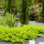 How to Prune Juniper Bushes to Keep Them Healthy and Looking Tidy