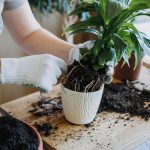 How to Repot a Peace Lily the Right Way for Longer Lasting Blooms