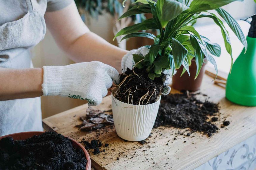 How to Repot a Peace Lily the Right Way for Longer Lasting Blooms