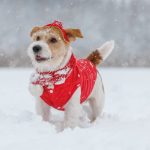 Dogs should always have booties on during snow storm to avoid getting salt in their paws