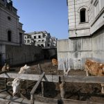 This photo taken on March 31 2023 shows cattle near deserted villas in a suburb of Shenyang in China's northeastern...