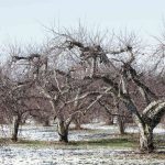 I've Owned an Orchard for Over 20 Years — How I Care for My Trees Over the Winter