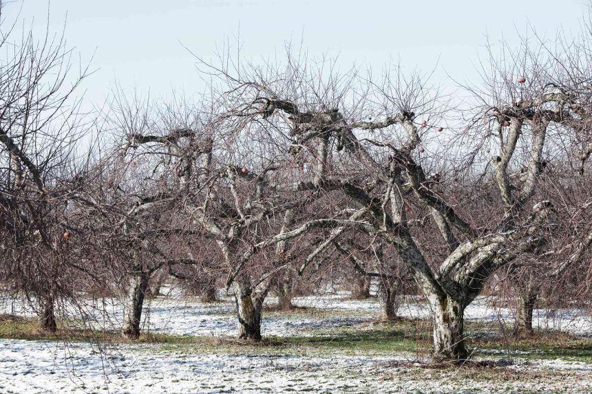 I've Owned an Orchard for Over 20 Years — How I Care for My Trees Over the Winter