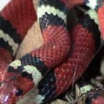 Kingsnakes: Physical characteristics, habitat, species, life span and more