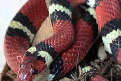 Kingsnakes: Physical characteristics, habitat, species, life span and more