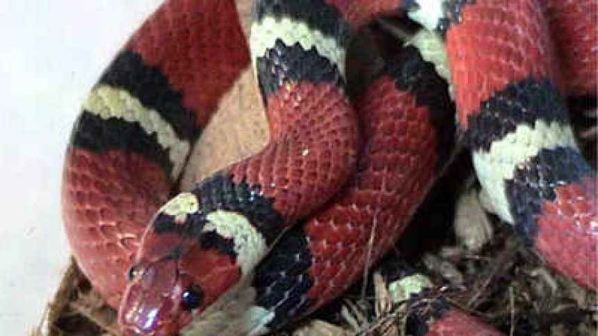 Kingsnakes: Physical characteristics, habitat, species, life span and more