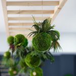 Hanging ball Kokedama with fern for decoration indoor in a cafe shop