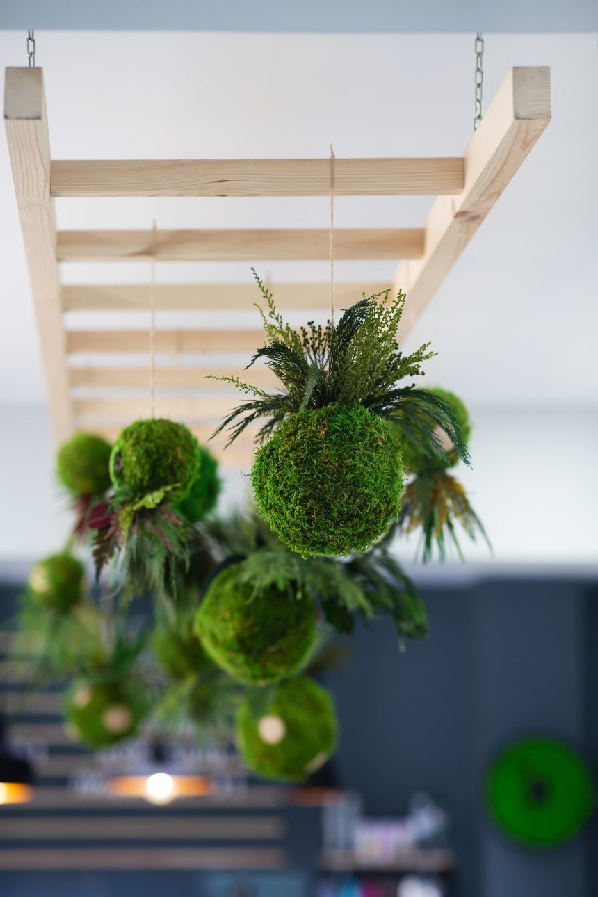 Hanging ball Kokedama with fern for decoration indoor in a cafe shop