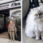 Martha Just Added a New Rescue Pet to Her Family—Introducing Magnolia, a Silver Persian Cat