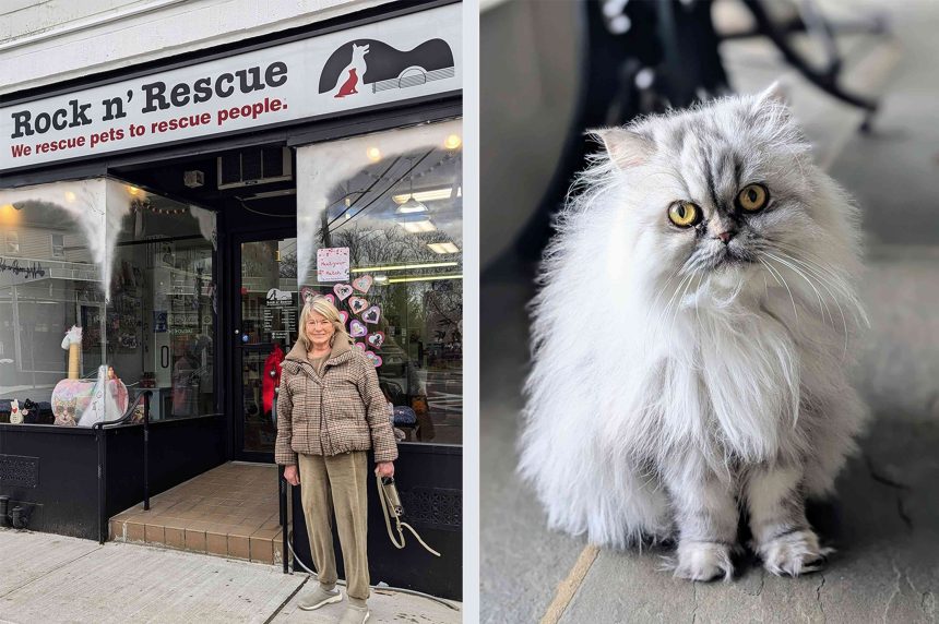 Martha Just Added a New Rescue Pet to Her Family—Introducing Magnolia, a Silver Persian Cat