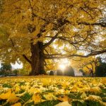 A Gingko biloba tree on a central square in Strasbourg, eastern France, November 25, 2022. — AFP