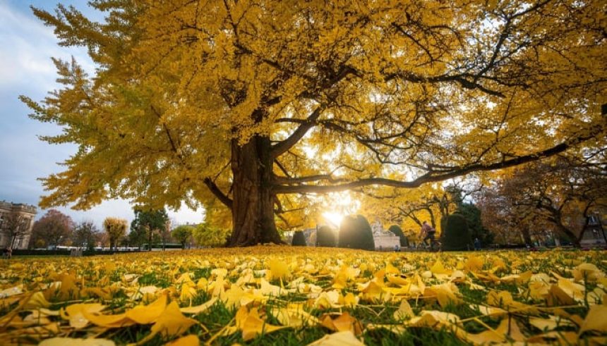 A Gingko biloba tree on a central square in Strasbourg, eastern France, November 25, 2022. — AFP