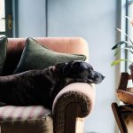 Boo the much loved dog of Tom Cox  founder of HÁM Interiors  in a comfortable armchair at his Devon farmhouse.