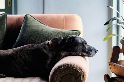 Boo the much loved dog of Tom Cox  founder of HÁM Interiors  in a comfortable armchair at his Devon farmhouse.