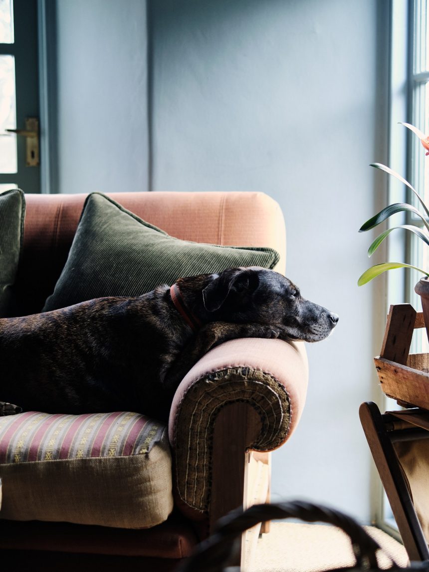 Boo the much loved dog of Tom Cox  founder of HÁM Interiors  in a comfortable armchair at his Devon farmhouse.