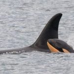 J35 with her calf J61 that died, December 22, 2024. — Facebook/Center for Whale Research