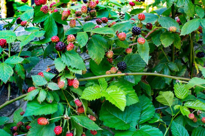 Plant This Thornless Blackberry Variety Now So You'll Have Fresh Berries In Your Garden For Years To Come