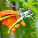 Pruning Shears vs. Hand Pruners: What's the Difference?