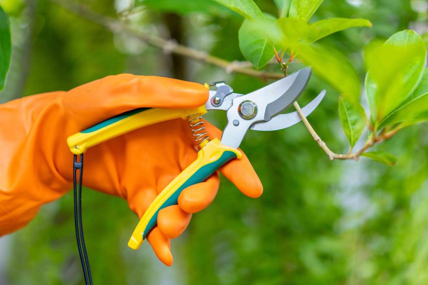 Pruning Shears vs. Hand Pruners: What's the Difference?