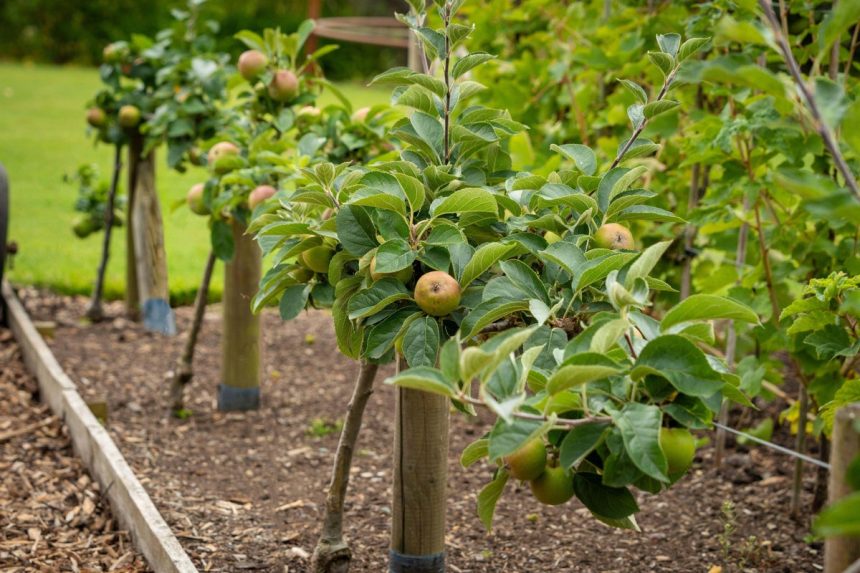 Should you plant trees in a vegetable plot?