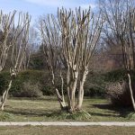 The Best Time To Cut Back Crepe Myrtles, According To An Expert