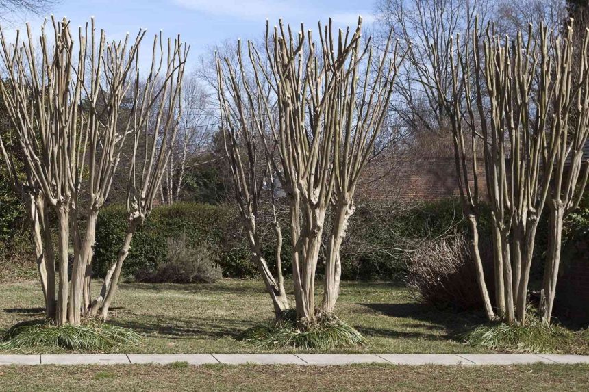 The Best Time To Cut Back Crepe Myrtles, According To An Expert