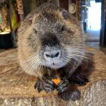 A close-up of a groundhog