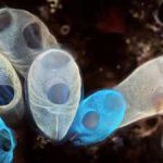 These sea creatures are eating plastic and converting them to MUCH bigger threat