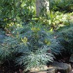 This Easy-To-Care-For Shrub Provides Stunning Yellow Blooms In The Winter