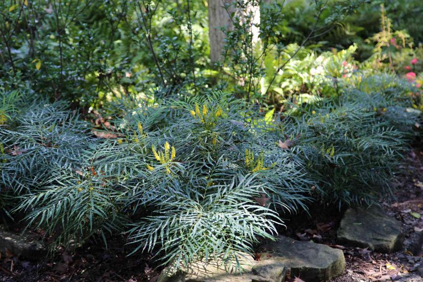 This Easy-To-Care-For Shrub Provides Stunning Yellow Blooms In The Winter