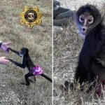 Sheriff’s deputies in Missouri discovered a spider monkey wearing a tutu near Route 21 on Monday.