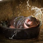 Moo Deng is a baby female pygmy hippo at Thailand’s Khao Kheow Open Zoo