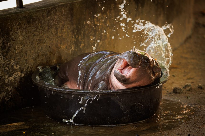 Moo Deng is a baby female pygmy hippo at Thailand’s Khao Kheow Open Zoo