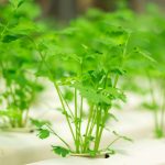 What the Heck Is Hydroponic Gardening? Everything You Should Know About the Trend