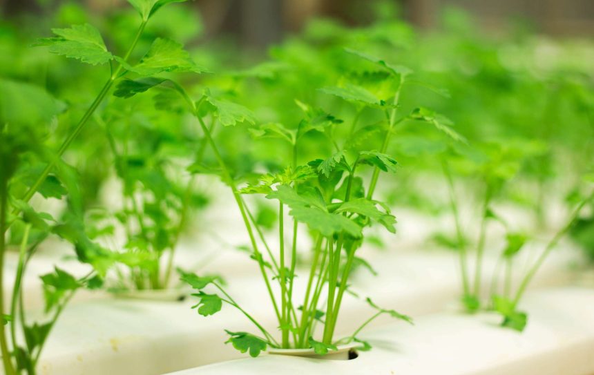 What the Heck Is Hydroponic Gardening? Everything You Should Know About the Trend