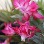 Vertical shot of a Christmas cactus with pink flowers