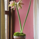 Amaryllis Hippeastrum 'Exotic Star' in terracotta container