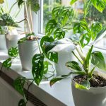 Which Houseplants Should You Keep Away From Each Other? Gardening Pros Weigh In